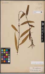 Foto von Salix babylonica L.
